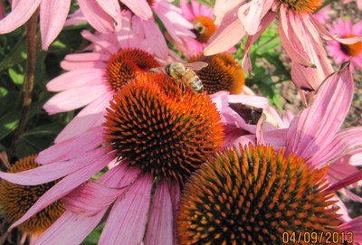 Bie på Purpursolhatt