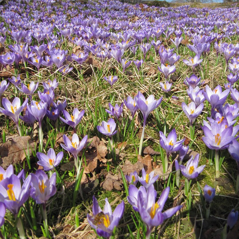 Krokus i full blom i gamlehagen til Fana Folkehøgskule