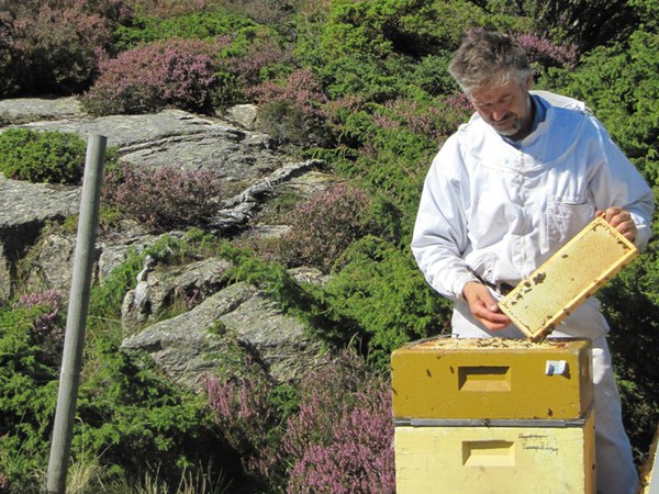 Alf Helge Søyland hauster lynghonning
