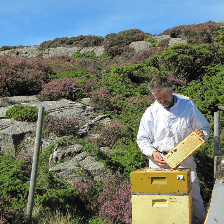 Alf Helge Søyland hauster lynghonning
