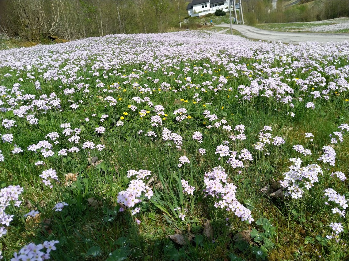 Engkarse-eng i Nordvik i Samnanger