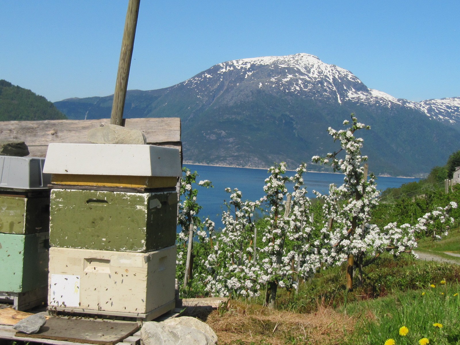 Pollineringskuber