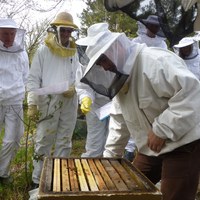 Tesvertkurs tavlefasthet