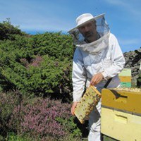Hausting av lynghonning i Øygarden