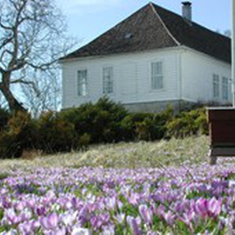 Mildekrokus ved fana Folkehøgskule