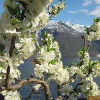 Bie frå Ulgenes på plommeblom i Vikane