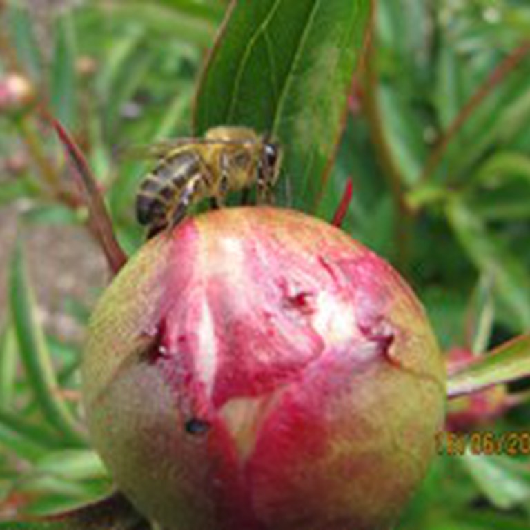 bie som venter på peonblomen