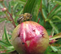 bie som venter på peonblomen