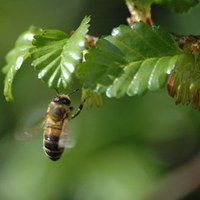 Bie samlar sørbøkpollen