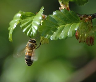 Bie samlar sørbøkpollen