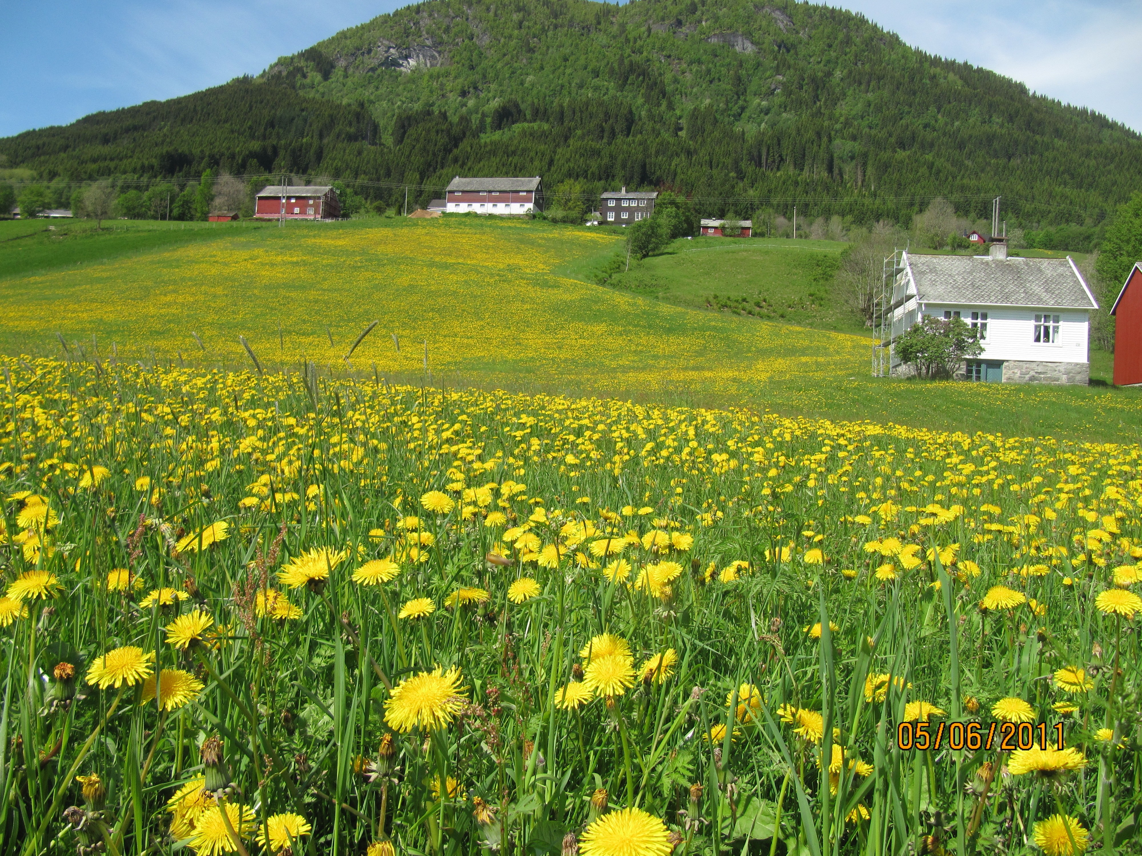 Bieparadis på Voss