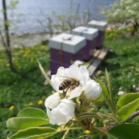 bie på eple mot kuber på Steinstø.jpg