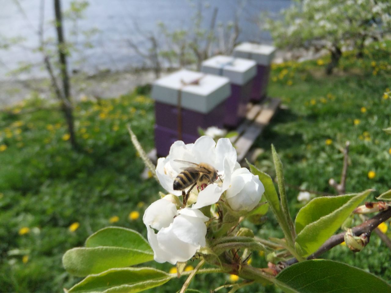 bie på eple mot kuber på Steinstø.jpg