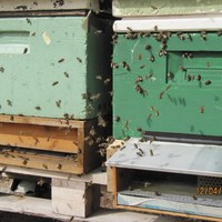 tilvenning av pollenefeller