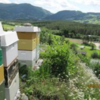 Kubene våre på sommertrekk Bømoen