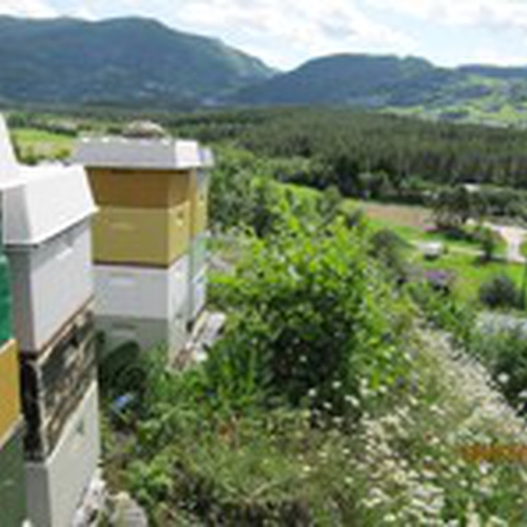 Kubene våre på sommertrekk Bømoen