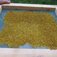 bra pollenfagngst på 2 dagar i åstveit