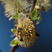Honningbie på Salix - blom