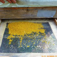 Seljepollen i brettfelle