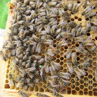 Elitekrainer med innslag av gule striper