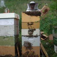 Hausting av sommerhonning av sterk kube
