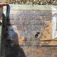 Foring med pollendeig