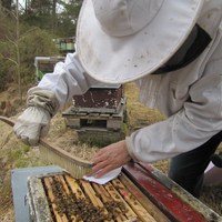 forsiktig skyve på pollenet