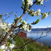 Bie på Plomme-nedre Børve