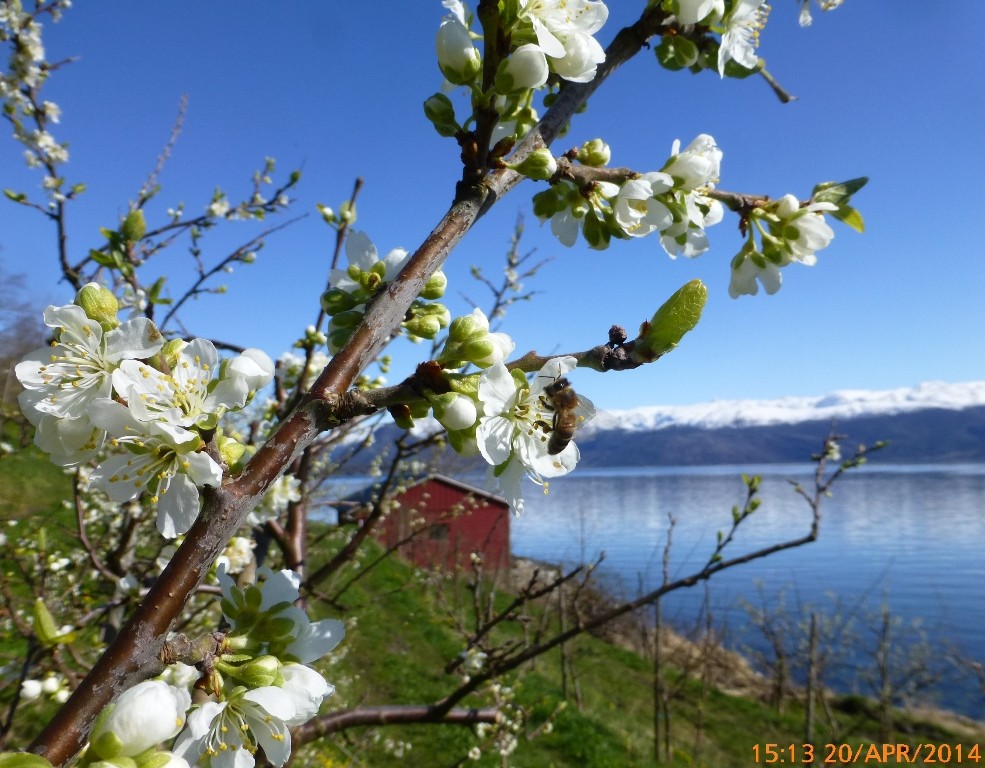 Bie på Plomme-nedre Børve