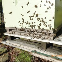 Bier på fyrste luftetur i 2014