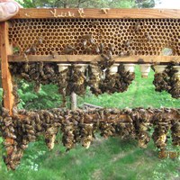 Ganske bra tilslag på fyrste omlarving .