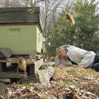 sjakk av pollenfeller