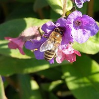 Honningbie på Lungeurt
