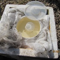 Lite forkar med sukkersirup til drivforing