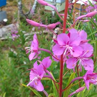 Geitrams er ein god trekkplante for biene i juli.