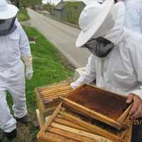 masksukkerramma vert flytta opp i 2 yngelrom og erstatta med ei mørk tavle i 1 yngelrom