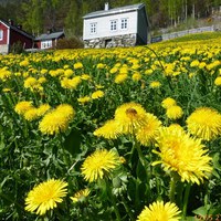 Løvetannparadis på Vikane