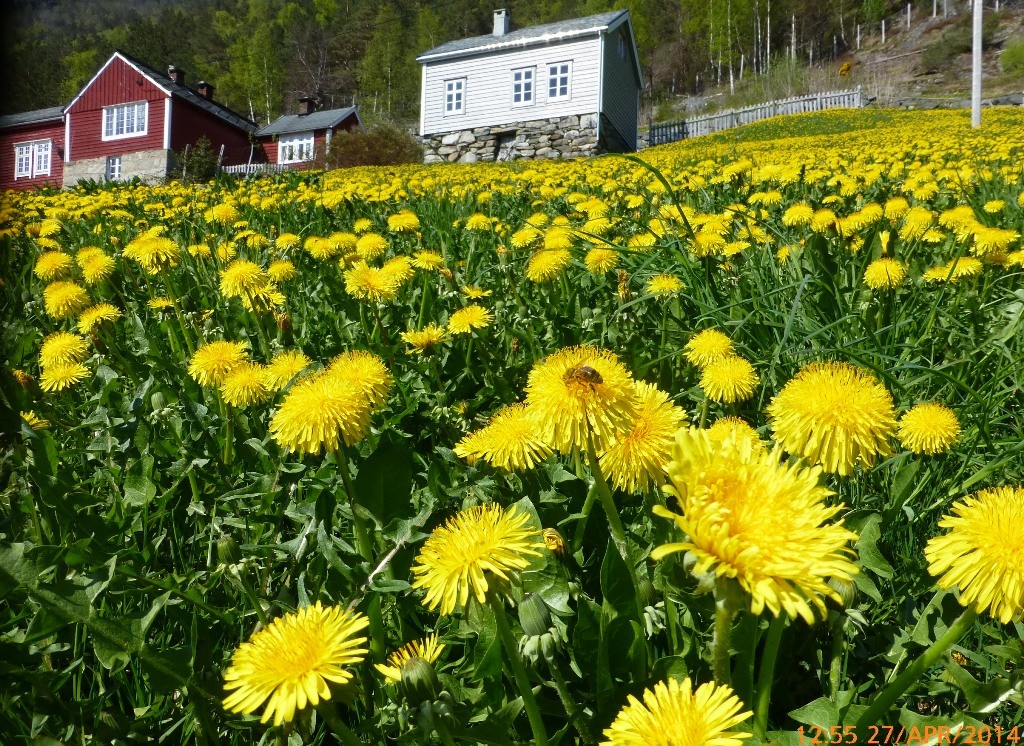 Løvetannparadis på Vikane