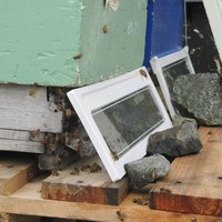 nyorientering av bier