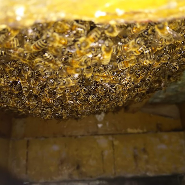 Bieklase under rammene i Februar