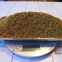 omlag 1 kg pollen på 4 kuber på 2 dagar