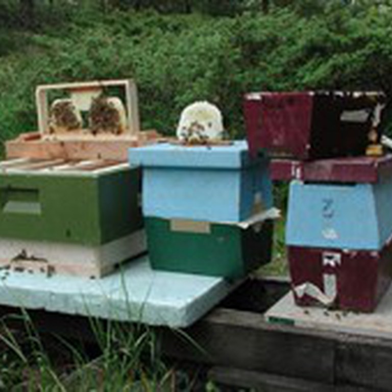 Samanslåing av parekassetter for å kunne ta vare på yngel og bier etter dronningene er tatt ut.