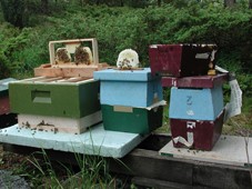 Samanslåing av parekassetter for å kunne ta vare på yngel og bier etter dronningene er tatt ut.
