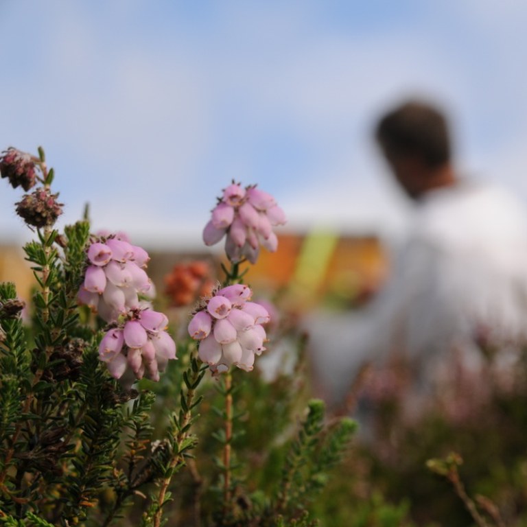 Klokkelyng, Erica tetralix
