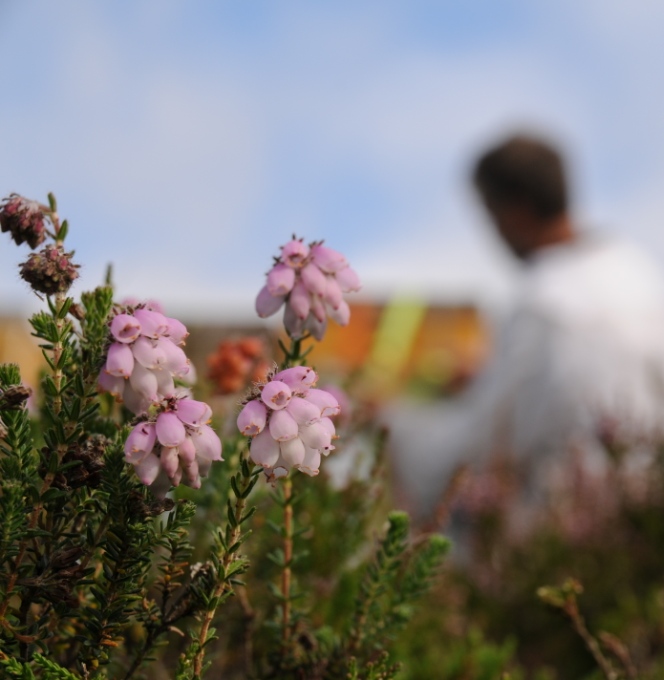 Klokkelyng, Erica tetralix