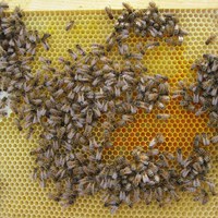 Pollenbrød av krokkus