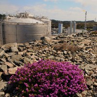 Purpurlyng, Erica cinera på grus ved Kolsnesanlegga