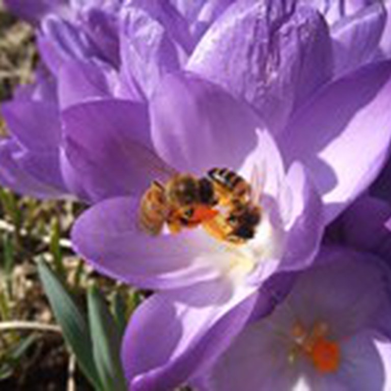 Samarbeid om pollensanking