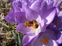 Samarbeid om pollensanking