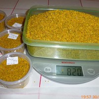 porsjonering av seljepollen